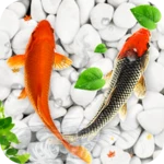 koi fish live wallpapers hd android application logo